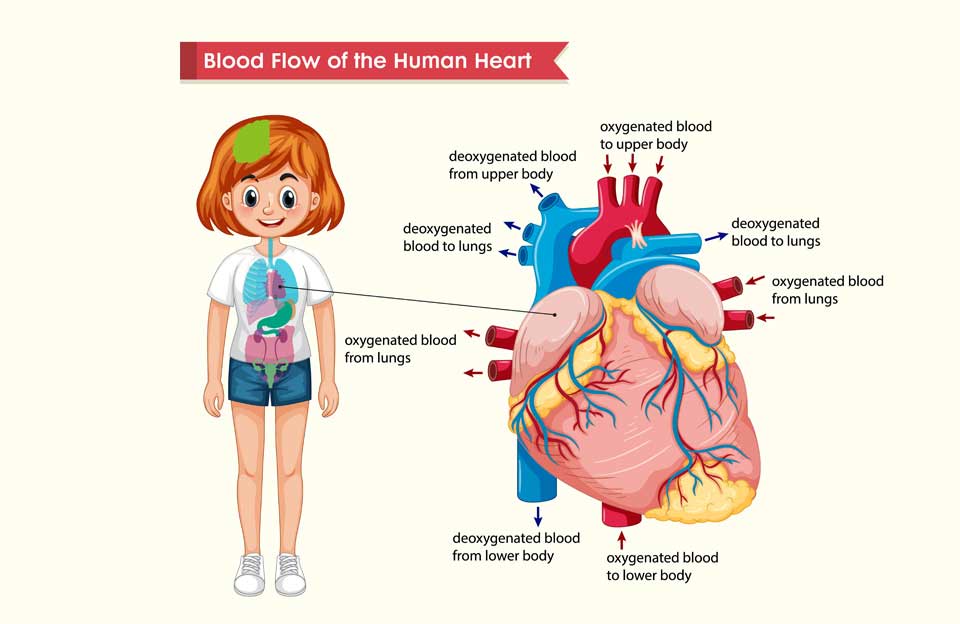 Heart Attack Symptoms Women Shouldn't Ignore